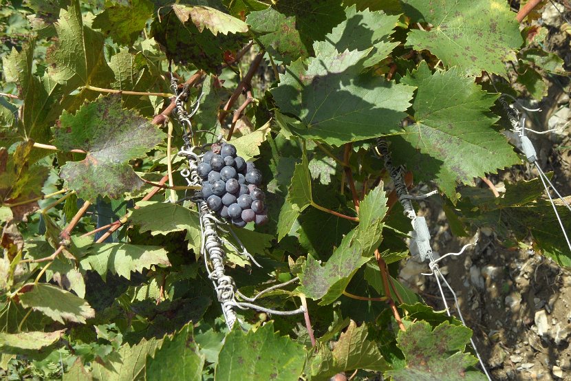 Chianti-1 2016 - 072